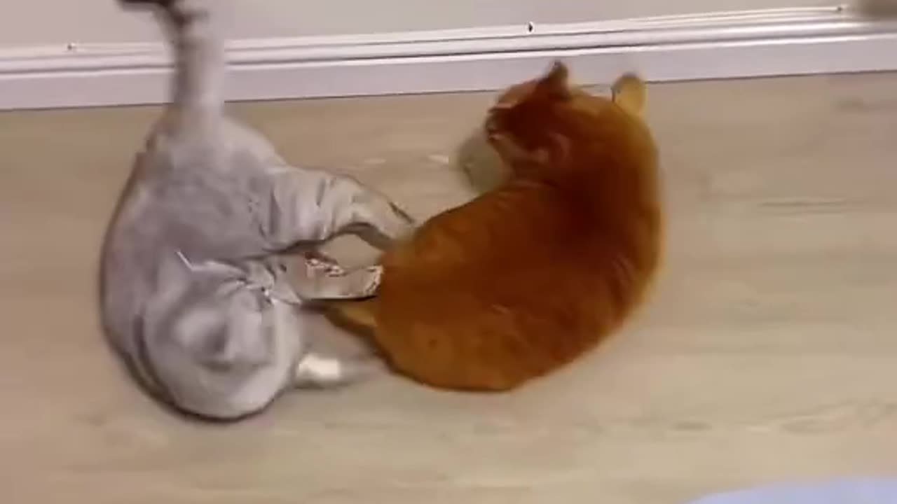 😹 "Playful Cats Teasing Each Other 😻 | Cutest Cat Duo Ever!"