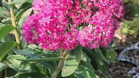 Deep Wastelands Carpenter Bee Pollinating Sedum