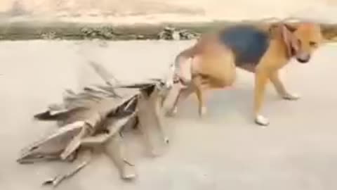 Funny videos 😂 of dog 🐕