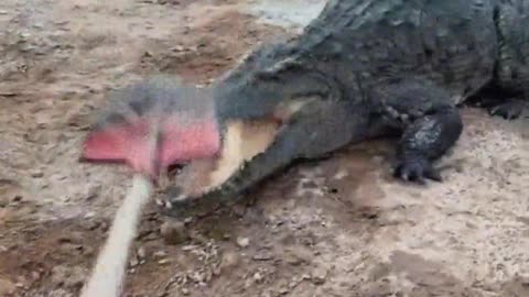 The crocodile is afraid of the shovel.