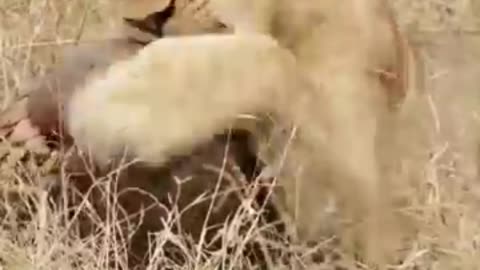 Pangolin the most endanger mammoth nowadays #animal #pangolin #animalfacts