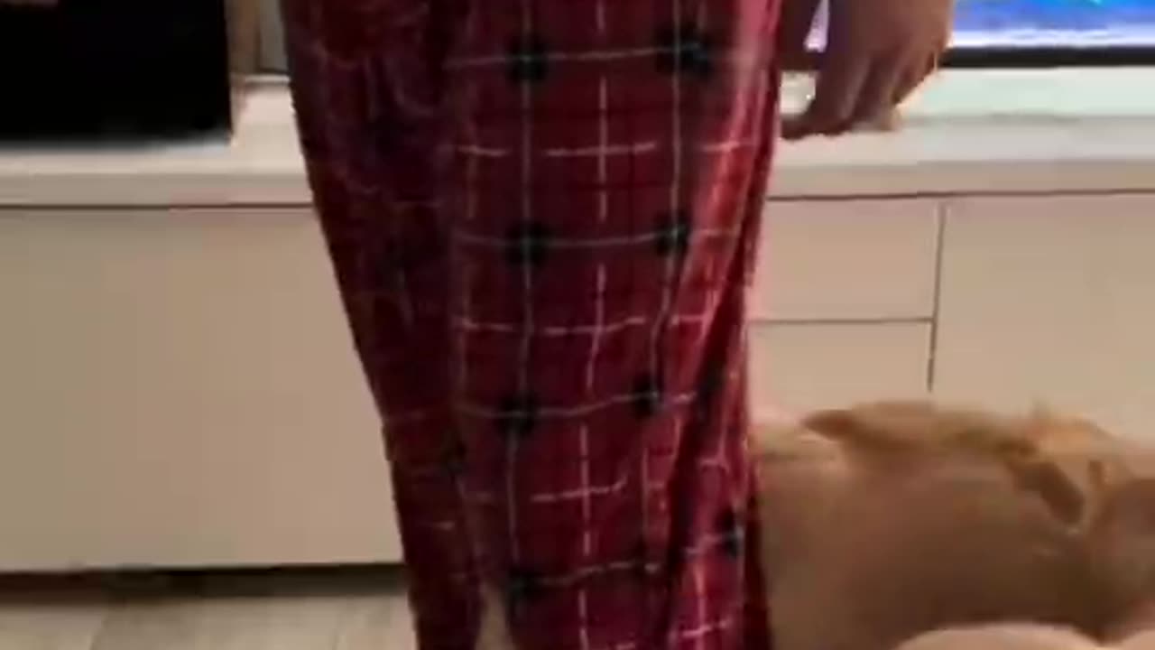 The silly dog chasing its tail