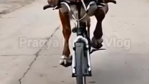 Cow on wheel