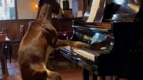 #ai #animal #donkey #piano #fyp