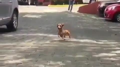 Fun Animals