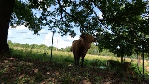 Our Beautiful & Fun Critters Buford and Salsbury