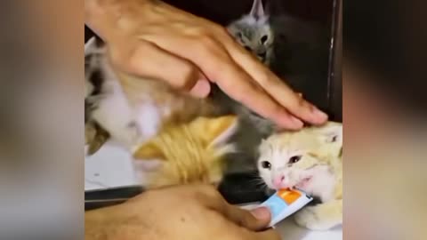 Kitten Rescue And Adoption