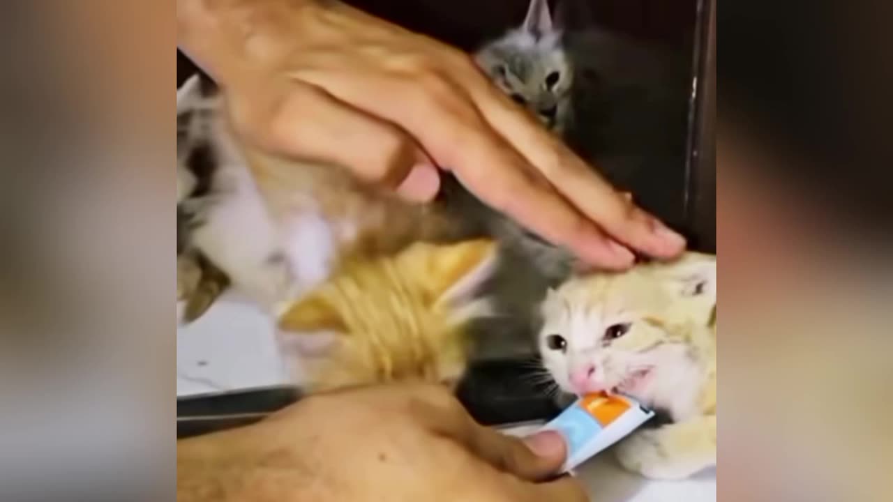 Kitten Rescue And Adoption