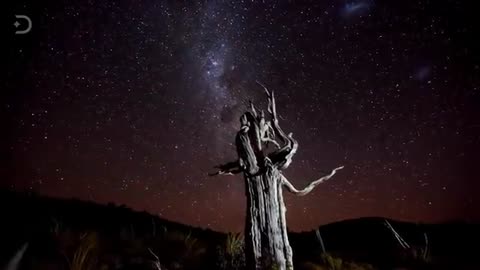 What Existed on Earth Millions of Years Before Dinosaurs?