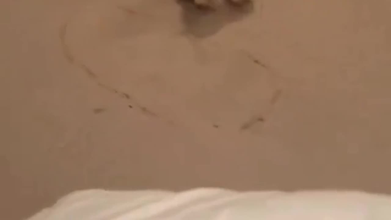 funny dogs