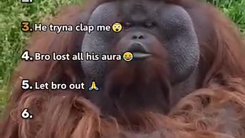 FUNNIEST MONKEY MOMENTS!! 😂