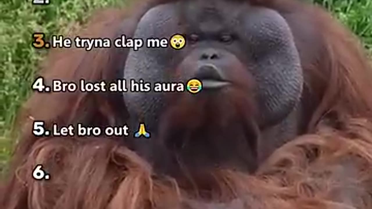 FUNNIEST MONKEY MOMENTS!! 😂