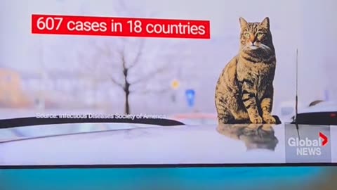 Hide your cats!🐈‍⬛ 🐈 Bird Flu! 🐦‍⬛🤧