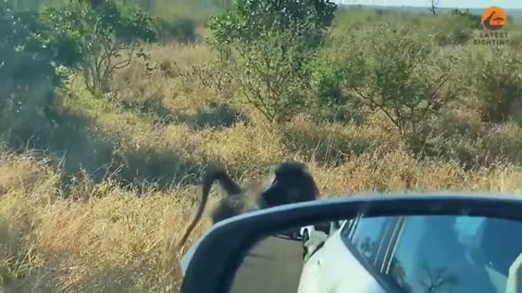 Leopard thought he could eat a baboon in front of his whole troop.