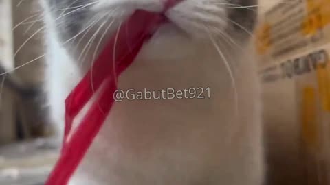 funny cat