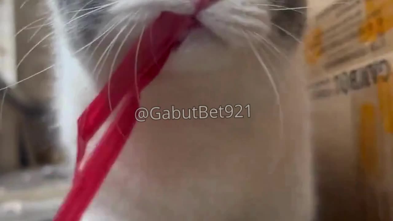 funny cat