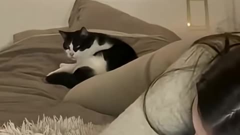 funny animals compilations 9