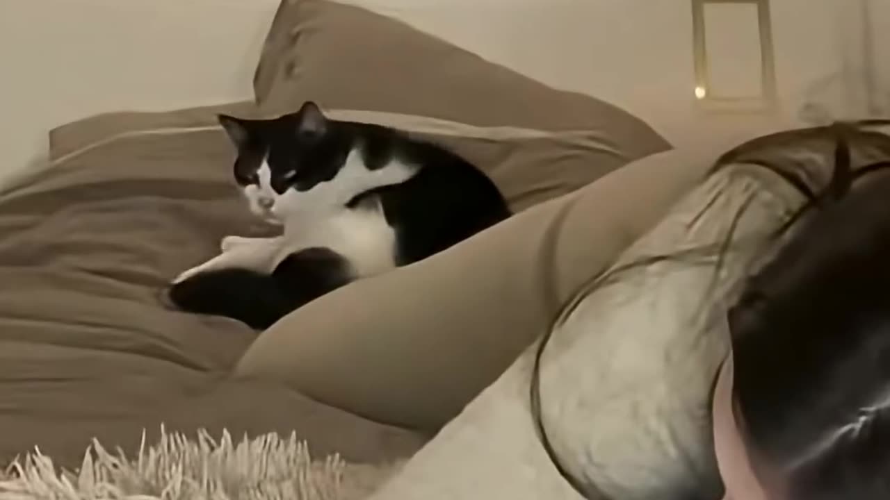 funny animals compilations 9