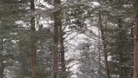 ❄️Camping in Heavy Snow with Inflatable Tent _#bushcraft #solocamping #camping