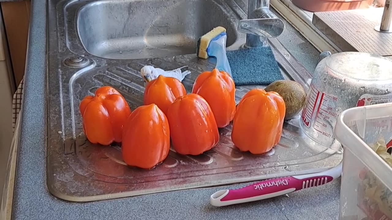 Bell Pepper Inspector
