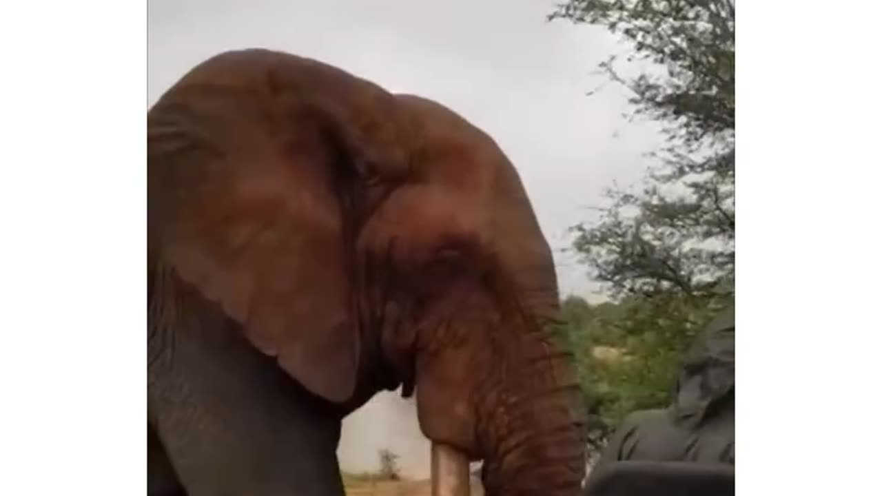 Funny elephant threat