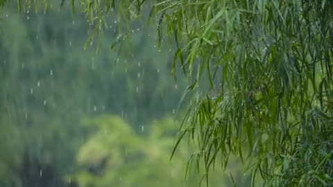 Forest Rain & Thunder