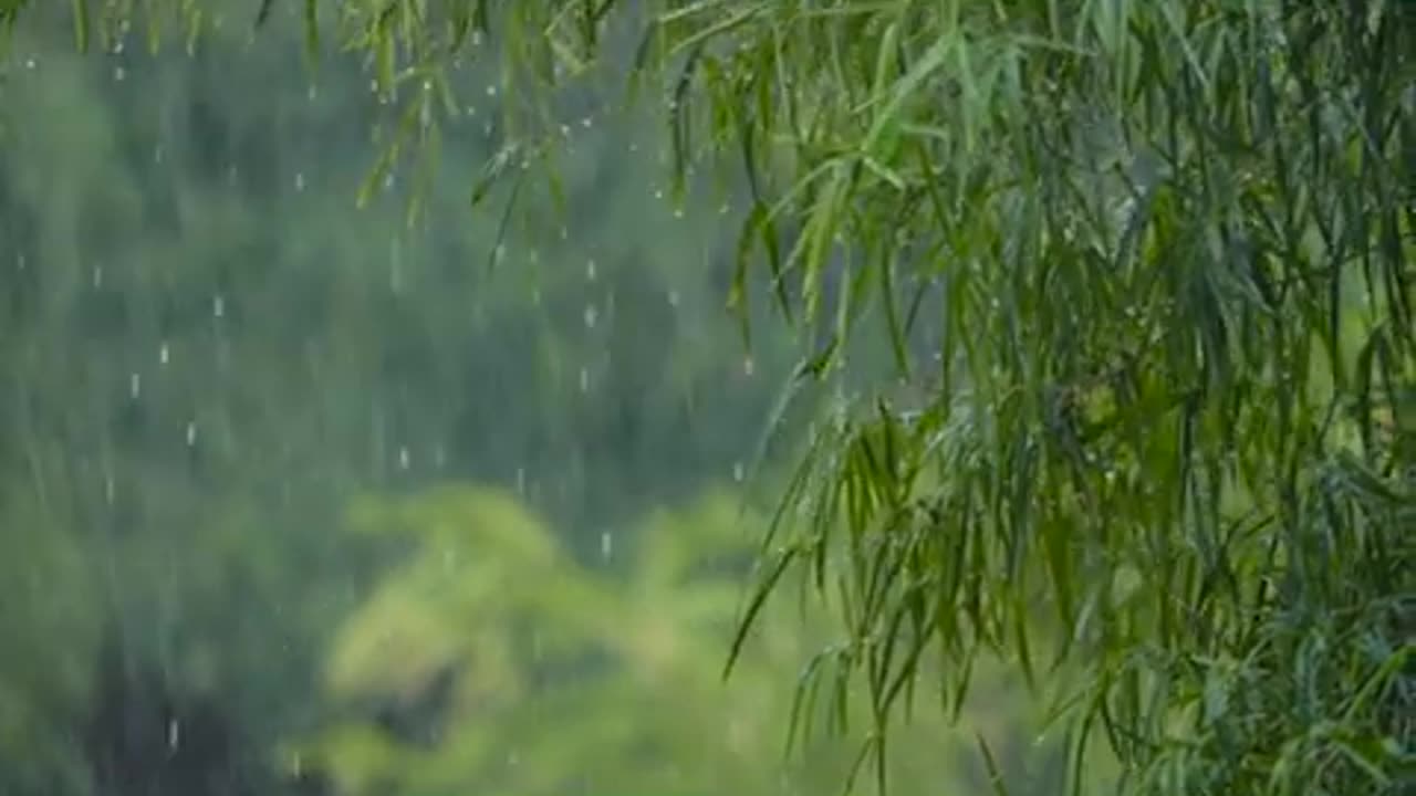 Forest Rain & Thunder