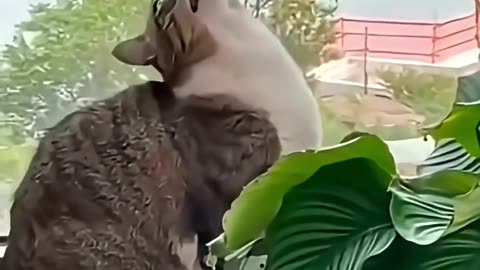 Funniest animals