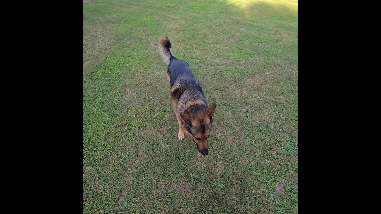 Virgil the sable german shepherd.