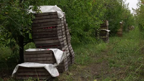 The Apple Jam in Azerbaijan- Discover The Real Preparation