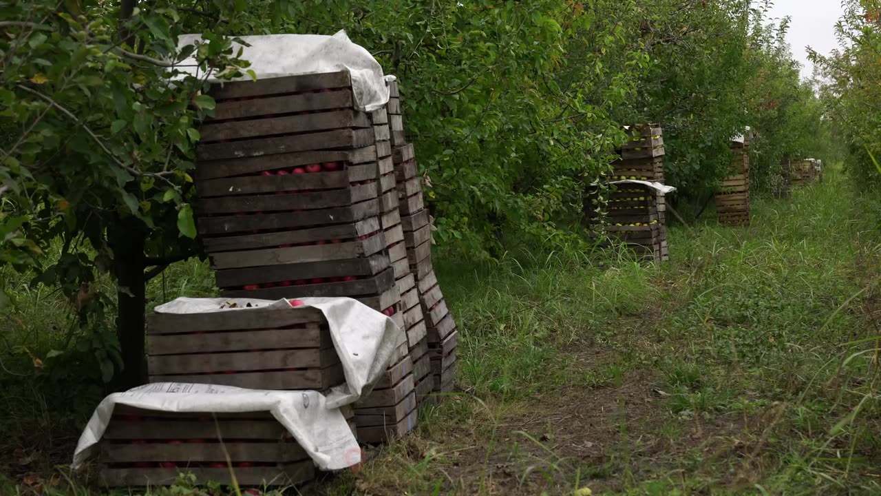 The Apple Jam in Azerbaijan- Discover The Real Preparation