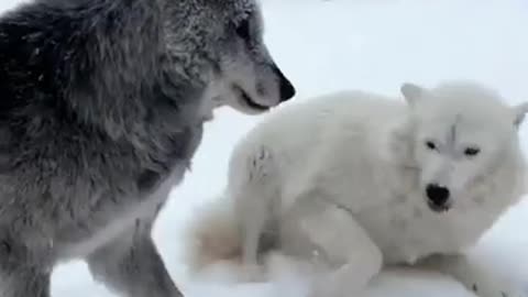 Wild Animals Caught on Camera Being Goofy