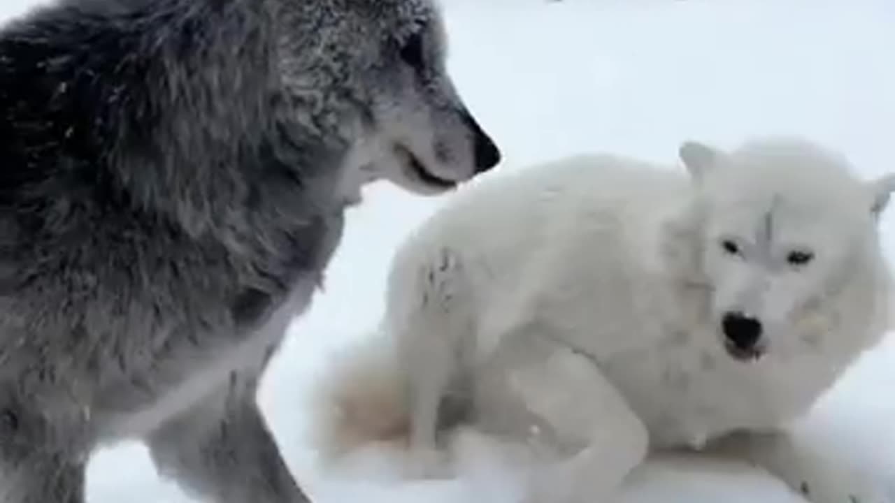 Wild Animals Caught on Camera Being Goofy