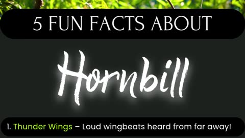 Hornbill Fun Facts: Thunder Wings, Sealed Nests & Wild Colors #wildlifewonders #animallovers