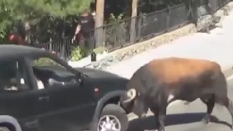 Wild Funny Creatures