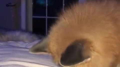 😍😍😘🔥 😍💦 FUNNY Animals and pet's💕😘 😘🔥 💕😘 😍💦 💦