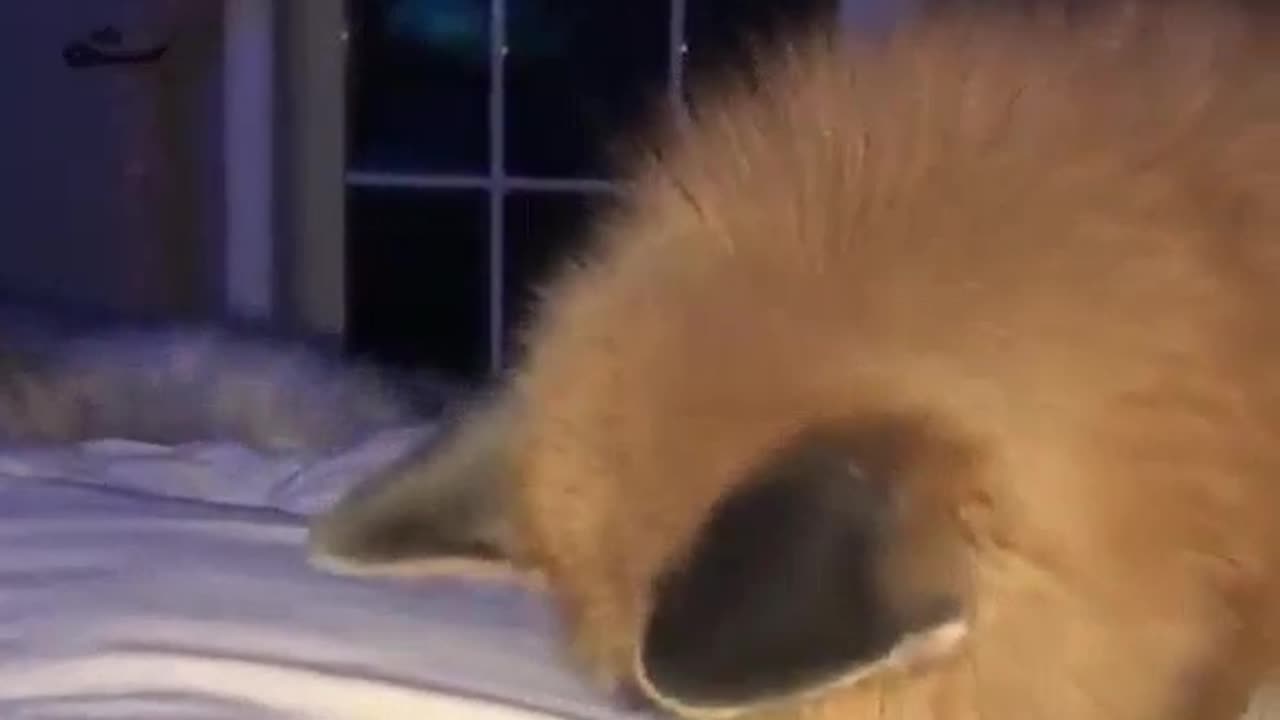 😍😍😘🔥 😍💦 FUNNY Animals and pet's💕😘 😘🔥 💕😘 😍💦 💦