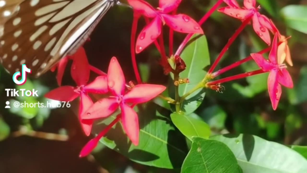 Nature flower 💐🌹🌹 Beautiful ❤️🤩 butterfly 🦋🦋