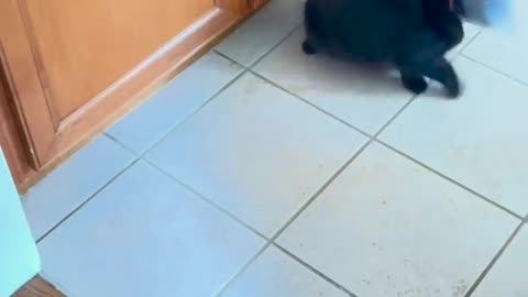 😂🐈 My Sister's Cat HATES the Cone! | FunFM