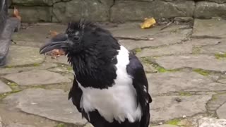British crow asking passersby if they're alright.