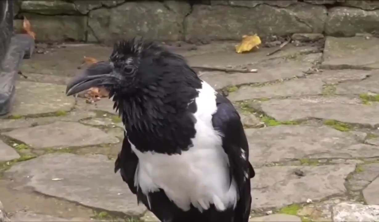 British crow asking passersby if theyre alright.