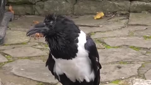 British crow asking passersby if they're alright.