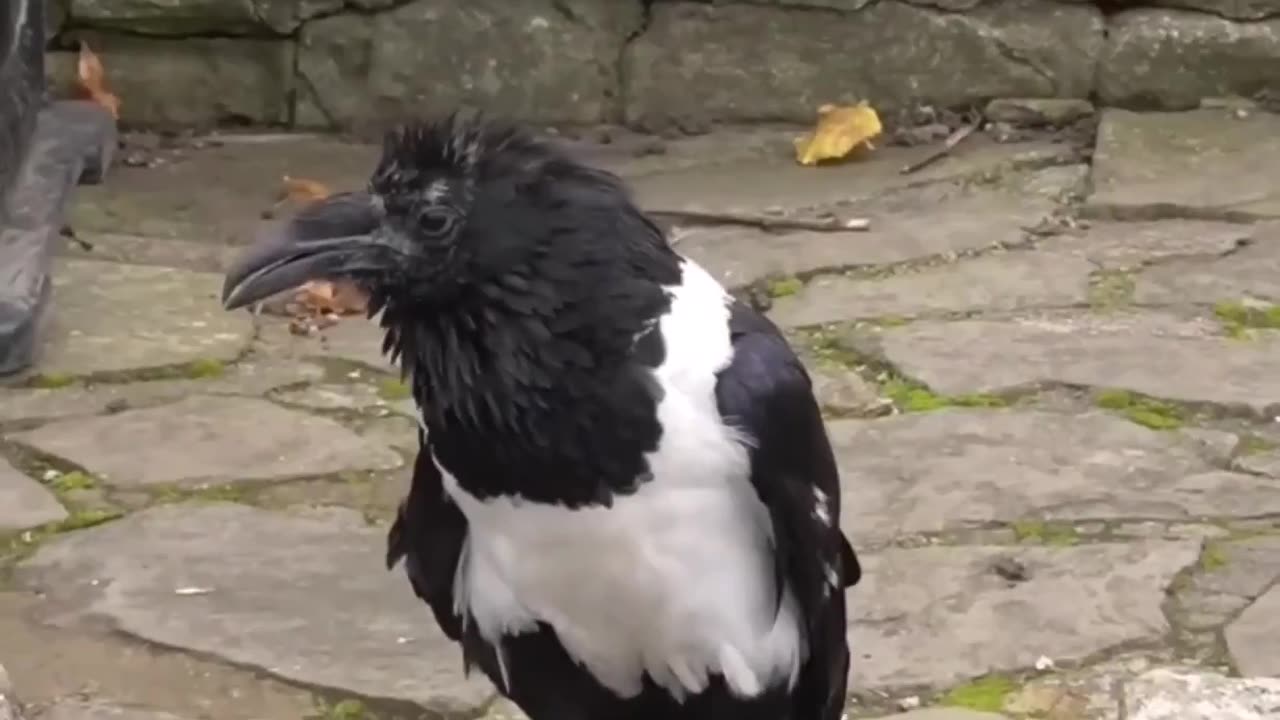 British crow asking passersby if they're alright.