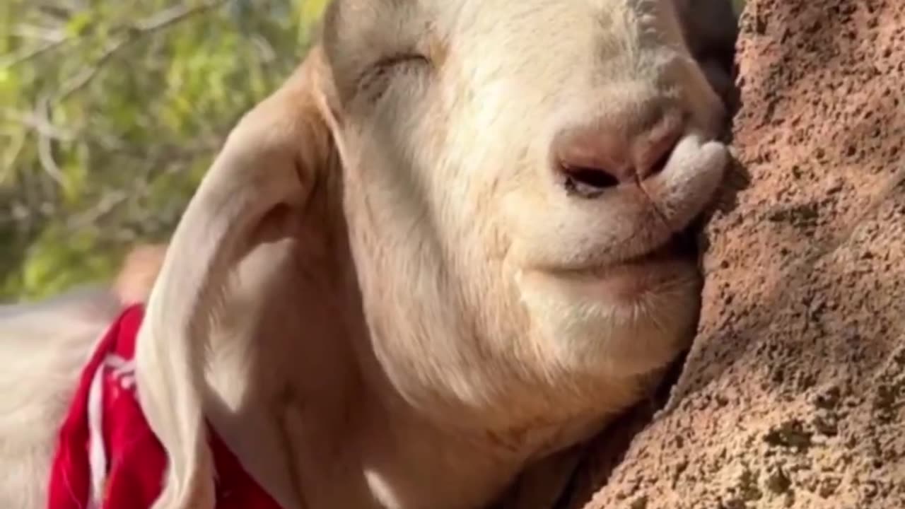 Goat napping in the sun.. 😊