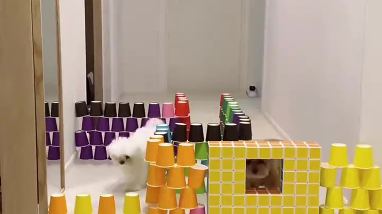 Dog Obstacle Jumping Competition