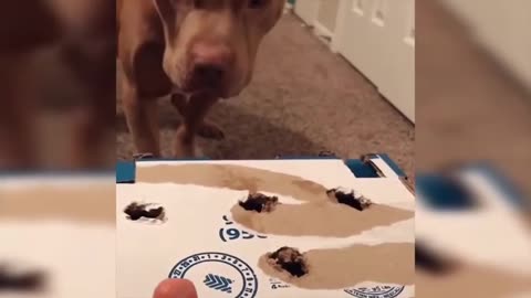 Goofy Animals Part 17 May 2025