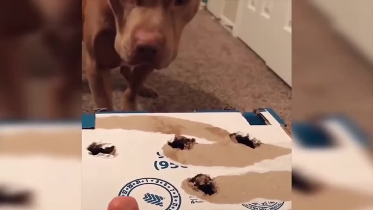 Goofy Animals Part 17 May 2025