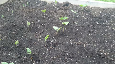 Garden Transformation in Just 2 Days!