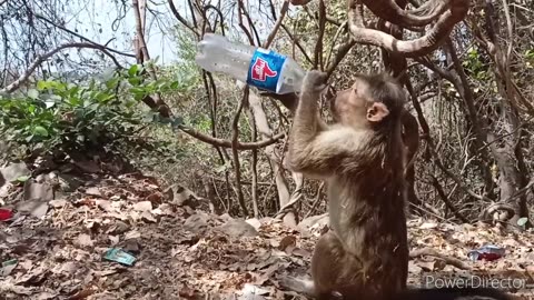 Funny animals. Hilarious 🤣 cats dogs snakes etc