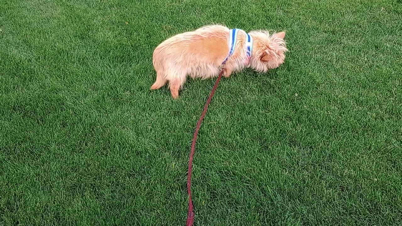 Kiko ChaCha VID_20250505_175707365